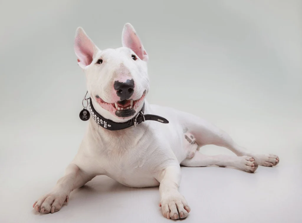 Bull Terrier